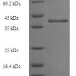 SDS-PAGE separation of QP7833 followed by commassie total protein stain results in a primary band consistent with reported data for Protein-lysine N-methyltransferase N6AMT2. These data demonstrate Greater than 90% as determined by SDS-PAGE.