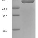 SDS-PAGE separation of QP7835 followed by commassie total protein stain results in a primary band consistent with reported data for Long-chain fatty acid transport protein. These data demonstrate Greater than 90% as determined by SDS-PAGE.