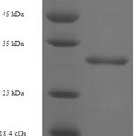 SDS-PAGE separation of QP7838 followed by commassie total protein stain results in a primary band consistent with reported data for ST8SIA4. These data demonstrate Greater than 90% as determined by SDS-PAGE.