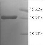 SDS-PAGE separation of QP7839 followed by commassie total protein stain results in a primary band consistent with reported data for BCL-W / BCL2L2. These data demonstrate Greater than 90% as determined by SDS-PAGE.