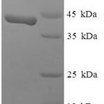 SDS-PAGE separation of QP7840 followed by commassie total protein stain results in a primary band consistent with reported data for SWI / SNF complex subunit SMARCC1. These data demonstrate Greater than 90% as determined by SDS-PAGE.