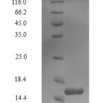 SDS-PAGE separation of QP7848 followed by commassie total protein stain results in a primary band consistent with reported data for Perilipin-4. These data demonstrate Greater than 90% as determined by SDS-PAGE.