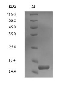 SDS-PAGE separation of QP7848 followed by commassie total protein stain results in a primary band consistent with reported data for Perilipin-4. These data demonstrate Greater than 90% as determined by SDS-PAGE.