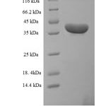 SDS-PAGE separation of QP7850 followed by commassie total protein stain results in a primary band consistent with reported data for Uncharacterized protein C20orf197. These data demonstrate Greater than 90% as determined by SDS-PAGE.