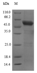 SDS-PAGE separation of QP7853 followed by commassie total protein stain results in a primary band consistent with reported data for Cyclic GMP-AMP synthase. These data demonstrate Greater than 90% as determined by SDS-PAGE.