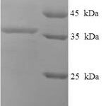 SDS-PAGE separation of QP7854 followed by commassie total protein stain results in a primary band consistent with reported data for Uncharacterized protein C9orf163. These data demonstrate Greater than 90% as determined by SDS-PAGE.