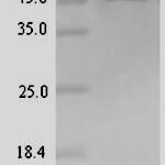 SDS-PAGE separation of QP7855 followed by commassie total protein stain results in a primary band consistent with reported data for DRAXIN. These data demonstrate Greater than 90% as determined by SDS-PAGE.