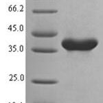 SDS-PAGE separation of QP7856 followed by commassie total protein stain results in a primary band consistent with reported data for Nlrp3. These data demonstrate Greater than 90% as determined by SDS-PAGE.