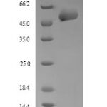 SDS-PAGE separation of QP7857 followed by commassie total protein stain results in a primary band consistent with reported data for P4HB / ERBA2L. These data demonstrate Greater than 90% as determined by SDS-PAGE.