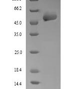 SDS-PAGE separation of QP7857 followed by commassie total protein stain results in a primary band consistent with reported data for P4HB / ERBA2L. These data demonstrate Greater than 90% as determined by SDS-PAGE.