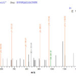 SEQUEST analysis of LC MS/MS spectra obtained from a run with QP7862 identified a match between this protein and the spectra of a peptide sequence that matches a region of Serpina3n.