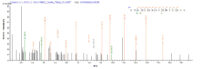 SEQUEST analysis of LC MS/MS spectra obtained from a run with QP7862 identified a match between this protein and the spectra of a peptide sequence that matches a region of Serpina3n.