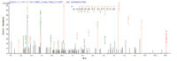 Additional SEQUEST analysis of the LC MS/MS spectra from QP7862 identified an additional between this protein and the spectra of another peptide sequence that matches a region of Serpina3n confirming successful recombinant synthesis.