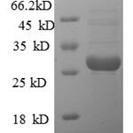 SDS-PAGE separation of QP7867 followed by commassie total protein stain results in a primary band consistent with reported data for U7 snRNA-associated Sm-like protein LSm10. These data demonstrate Greater than 90% as determined by SDS-PAGE.