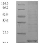 SDS-PAGE separation of QP7869 followed by commassie total protein stain results in a primary band consistent with reported data for Zymogen granule protein 16 homolog B. These data demonstrate Greater than 90% as determined by SDS-PAGE.