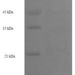 SDS-PAGE separation of QP7871 followed by commassie total protein stain results in a primary band consistent with reported data for GALNT14. These data demonstrate Greater than 90% as determined by SDS-PAGE.