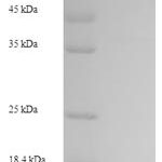 SDS-PAGE separation of QP7873 followed by commassie total protein stain results in a primary band consistent with reported data for Unconventional myosin-XIX. These data demonstrate Greater than 90% as determined by SDS-PAGE.