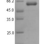 SDS-PAGE separation of QP7874 followed by commassie total protein stain results in a primary band consistent with reported data for Proline-rich protein 11. These data demonstrate Greater than 90% as determined by SDS-PAGE.