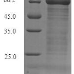 SDS-PAGE separation of QP7876 followed by commassie total protein stain results in a primary band consistent with reported data for Fc receptor-like protein 4. These data demonstrate Greater than 90% as determined by SDS-PAGE.