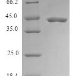 SDS-PAGE separation of QP7879 followed by commassie total protein stain results in a primary band consistent with reported data for Mitochondrial cardiolipin hydrolase. These data demonstrate Greater than 90% as determined by SDS-PAGE.