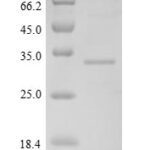 SDS-PAGE separation of QP7882 followed by commassie total protein stain results in a primary band consistent with reported data for FNDC5. These data demonstrate Greater than 90% as determined by SDS-PAGE.