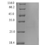 SDS-PAGE separation of QP7883 followed by commassie total protein stain results in a primary band consistent with reported data for Beta-defensin 124. These data demonstrate Greater than 90% as determined by SDS-PAGE.