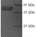 SDS-PAGE separation of QP7884 followed by commassie total protein stain results in a primary band consistent with reported data for DnaJ homolog subfamily B member 8. These data demonstrate Greater than 90% as determined by SDS-PAGE.