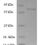 SDS-PAGE separation of QP7886 followed by commassie total protein stain results in a primary band consistent with reported data for THAP domain-containing protein 6. These data demonstrate Greater than 90% as determined by SDS-PAGE.