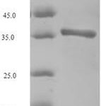 SDS-PAGE separation of QP7892 followed by commassie total protein stain results in a primary band consistent with reported data for Major allergen Equ c 1. These data demonstrate Greater than 90% as determined by SDS-PAGE.