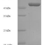 SDS-PAGE separation of QP7897 followed by commassie total protein stain results in a primary band consistent with reported data for OXNAD1. These data demonstrate Greater than 90% as determined by SDS-PAGE.