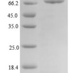 SDS-PAGE separation of QP7900 followed by commassie total protein stain results in a primary band consistent with reported data for T-box transcription factor TBX15. These data demonstrate Greater than 90% as determined by SDS-PAGE.