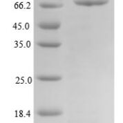 SDS-PAGE separation of QP7900 followed by commassie total protein stain results in a primary band consistent with reported data for T-box transcription factor TBX15. These data demonstrate Greater than 90% as determined by SDS-PAGE.