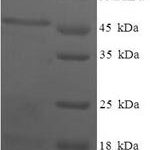 SDS-PAGE separation of QP7921 followed by commassie total protein stain results in a primary band consistent with reported data for Estradiol 17-beta-dehydrogenase 11. These data demonstrate Greater than 90% as determined by SDS-PAGE.