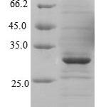 SDS-PAGE separation of QP7922 followed by commassie total protein stain results in a primary band consistent with reported data for MFSD8. These data demonstrate Greater than 90% as determined by SDS-PAGE.