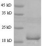 SDS-PAGE separation of QP7923 followed by commassie total protein stain results in a primary band consistent with reported data for Angiopoietin-like protein 8. These data demonstrate Greater than 90% as determined by SDS-PAGE.