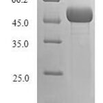 SDS-PAGE separation of QP7927 followed by commassie total protein stain results in a primary band consistent with reported data for Ubiquitin-conjugating enzyme E2 Q2. These data demonstrate Greater than 90% as determined by SDS-PAGE.