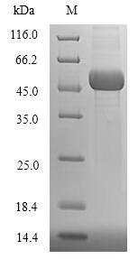 SDS-PAGE separation of QP7927 followed by commassie total protein stain results in a primary band consistent with reported data for Ubiquitin-conjugating enzyme E2 Q2. These data demonstrate Greater than 90% as determined by SDS-PAGE.