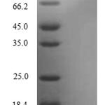 SDS-PAGE separation of QP7929 followed by commassie total protein stain results in a primary band consistent with reported data for Secretoglobin family 3A member 2. These data demonstrate Greater than 80% as determined by SDS-PAGE.