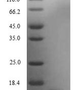 SDS-PAGE separation of QP7929 followed by commassie total protein stain results in a primary band consistent with reported data for Secretoglobin family 3A member 2. These data demonstrate Greater than 80% as determined by SDS-PAGE.