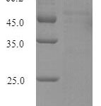 SDS-PAGE separation of QP7930 followed by commassie total protein stain results in a primary band consistent with reported data for Lysyl oxidase homolog 4. These data demonstrate Greater than 90% as determined by SDS-PAGE.