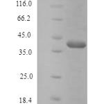 SDS-PAGE separation of QP7932 followed by commassie total protein stain results in a primary band consistent with reported data for Protein atonal homolog 1. These data demonstrate Greater than 90% as determined by SDS-PAGE.