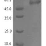 SDS-PAGE separation of QP7933 followed by commassie total protein stain results in a primary band consistent with reported data for Serine-aspartate repeat-containing protein E. These data demonstrate Greater than 90% as determined by SDS-PAGE.