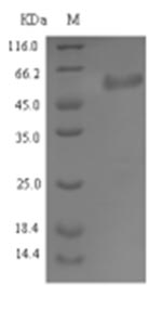 SDS-PAGE separation of QP7933 followed by commassie total protein stain results in a primary band consistent with reported data for Serine-aspartate repeat-containing protein E. These data demonstrate Greater than 90% as determined by SDS-PAGE.