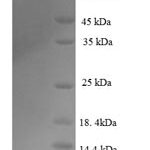 SDS-PAGE separation of QP7935 followed by commassie total protein stain results in a primary band consistent with reported data for GCC1. These data demonstrate Greater than 90% as determined by SDS-PAGE.