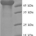 SDS-PAGE separation of QP7939 followed by commassie total protein stain results in a primary band consistent with reported data for THAP domain-containing protein 11. These data demonstrate Greater than 90% as determined by SDS-PAGE.