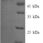 SDS-PAGE separation of QP7940 followed by commassie total protein stain results in a primary band consistent with reported data for NEIL1. These data demonstrate Greater than 90% as determined by SDS-PAGE.