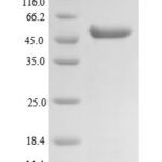 SDS-PAGE separation of QP7942 followed by commassie total protein stain results in a primary band consistent with reported data for SUCLG2. These data demonstrate Greater than 90% as determined by SDS-PAGE.