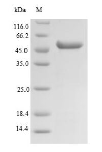 SDS-PAGE separation of QP7942 followed by commassie total protein stain results in a primary band consistent with reported data for SUCLG2. These data demonstrate Greater than 90% as determined by SDS-PAGE.