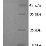 SDS-PAGE separation of QP7947 followed by commassie total protein stain results in a primary band consistent with reported data for N-acetylmuramoyl-L-alanine amidase. These data demonstrate Greater than 90% as determined by SDS-PAGE.