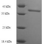 SDS-PAGE separation of QP7953 followed by commassie total protein stain results in a primary band consistent with reported data for Butyrophilin subfamily 2 member A2. These data demonstrate Greater than 90% as determined by SDS-PAGE.